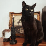 Faust's Familiar Black Cat Candlestick by Alchemy Gothic and Vampire Tears Candle